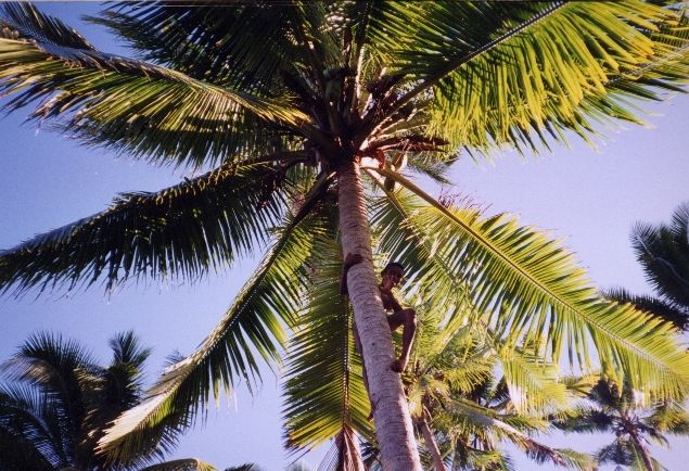 Bruce up a coconut tree