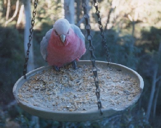 Bird outside a window