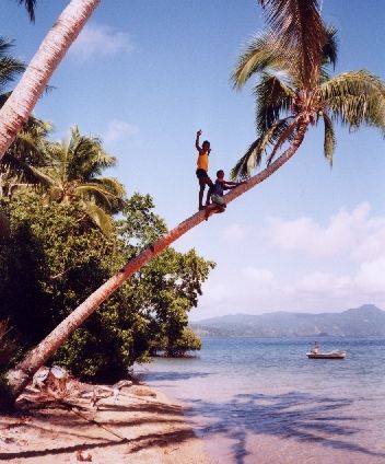 Diagonal coconut tree