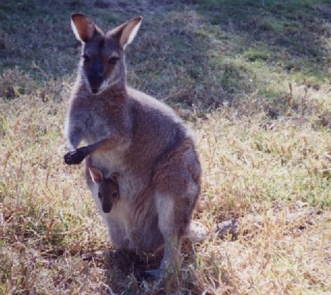 Kangaroo and joey
