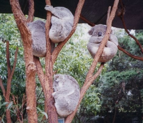 Four koalas