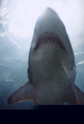 Shark
